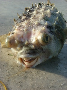 blowfish